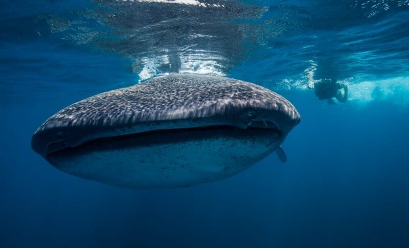 Cancún: Swim with Whale Sharks & Playa Norte Beach - The Sum Up
