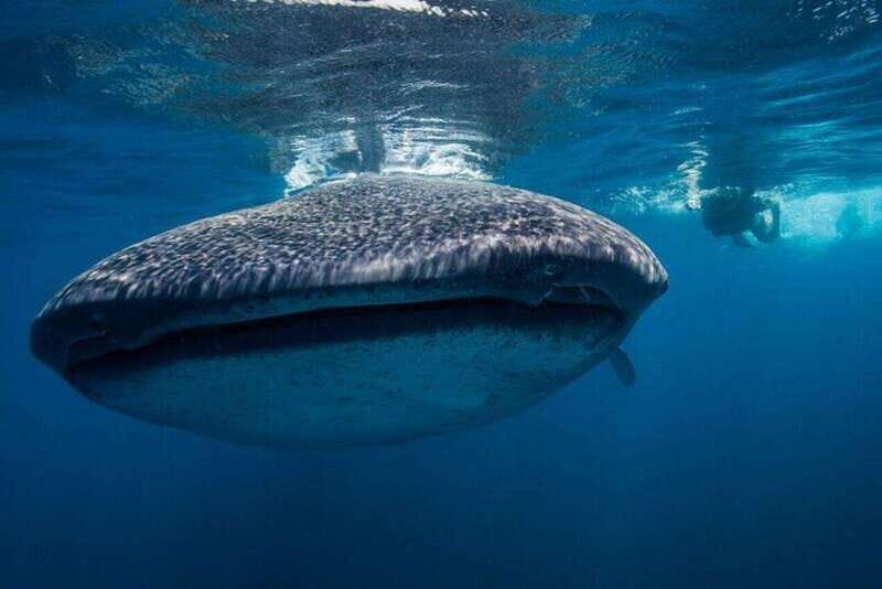Cancun: Swim with Whale Sharks - An In-Depth Look at the Tour Experience