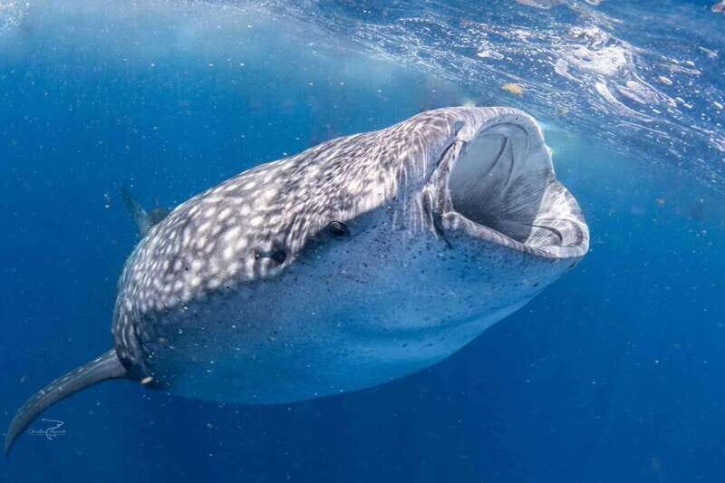 Cancun: Swim with Whale Sharks - The Sum Up