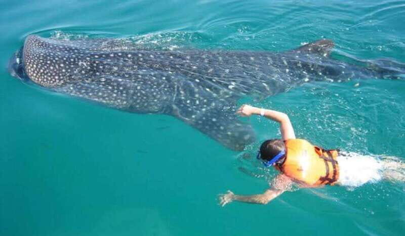 Cancun: Swim with Whale Sharks - FAQ
