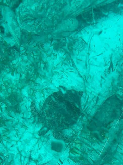 Cancun: Transparent Boat Tour with Soft Drinks - Who It’s Best For