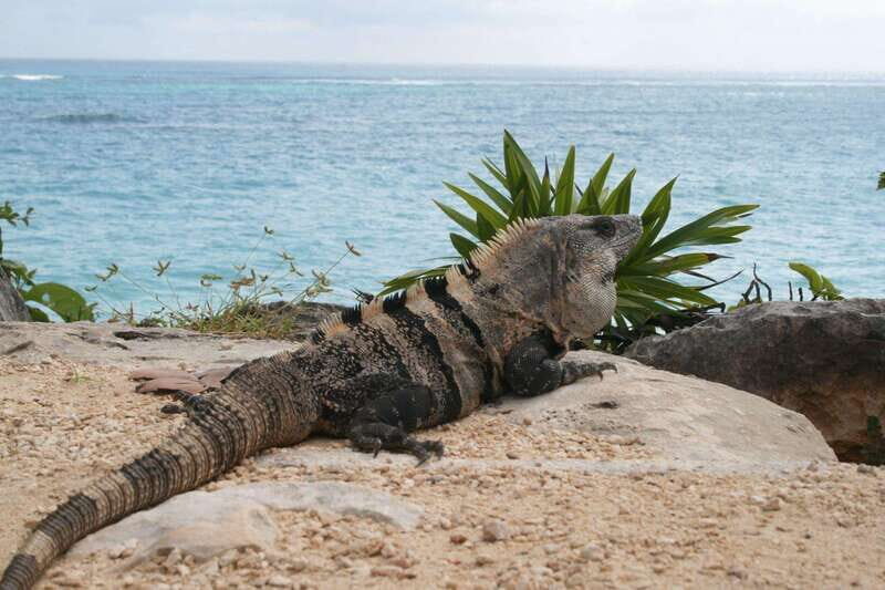 Cancun: Tulum, Coba and Cenote Archaeology and Nature Tour - Is the Price Worth It?