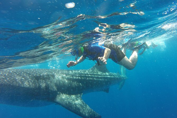 Cancun Whale Shark Encounter - Key Points