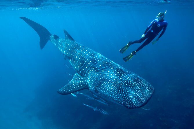 Cancun Whale Shark Encounter - An Overview of the Tour Experience