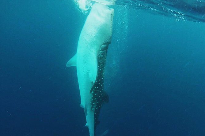 Cancun Whale Shark Encounter - The Unpredictable Nature of Wildlife Encounters