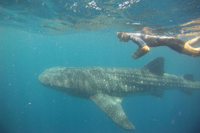 Cancun Whale Shark Encounter - Practical Tips for Participants