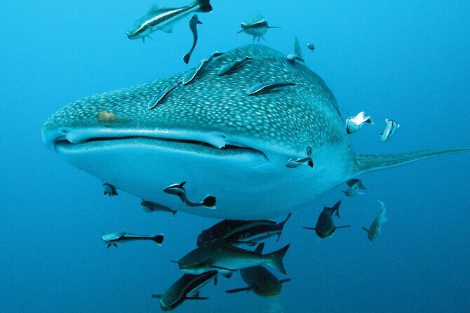 Cancun Whale Shark Encounter - Final Thoughts