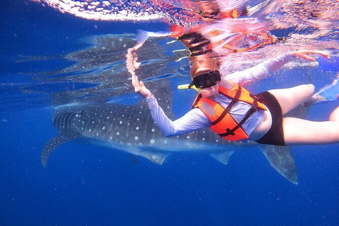 Cancun Whale Shark Experience with Snorkel & Transportation - An Experience That Stands Out