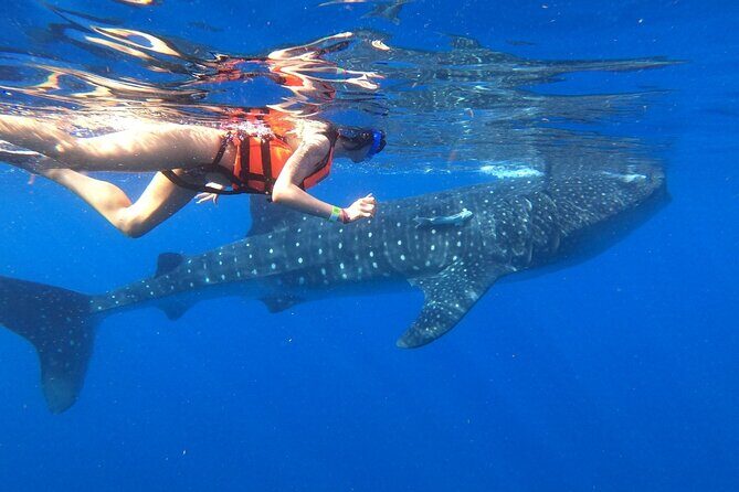 Cancun Whale Shark Experience with Snorkel & Transportation - Who Should Consider This Tour?