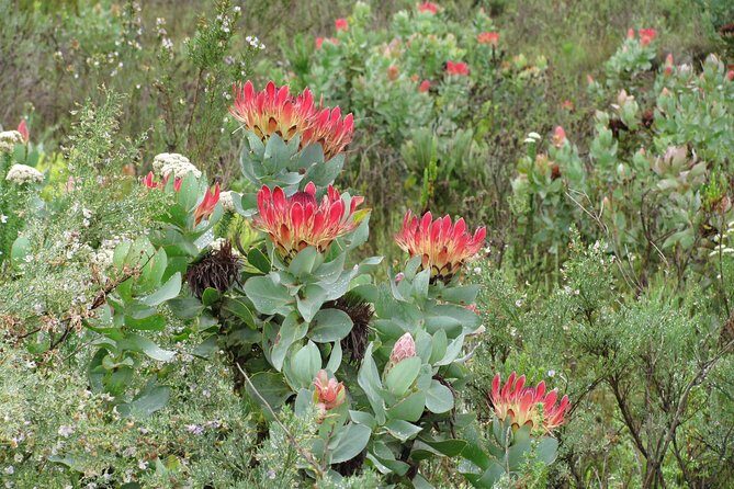 Cango Caves,Swartberg Pass,Prince Albert & Meiringspoort Daytrip - Discovering Prince Albert: Charm and Local Life