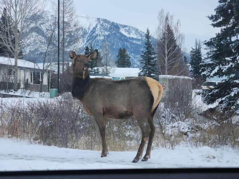 Canmore/Banff: Explore Banff & Wildlife - Key Points