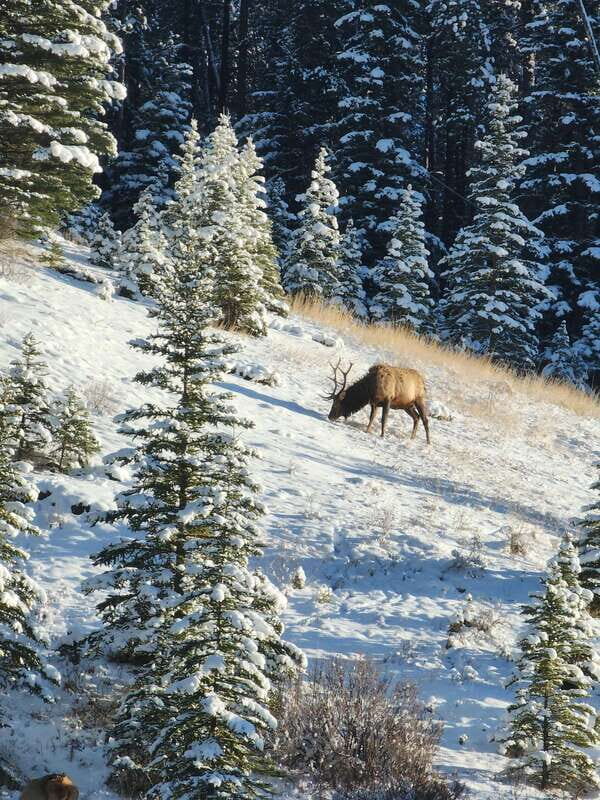 Canmore/Banff: Explore Banff & Wildlife - A Detailed Look at What You Can Expect