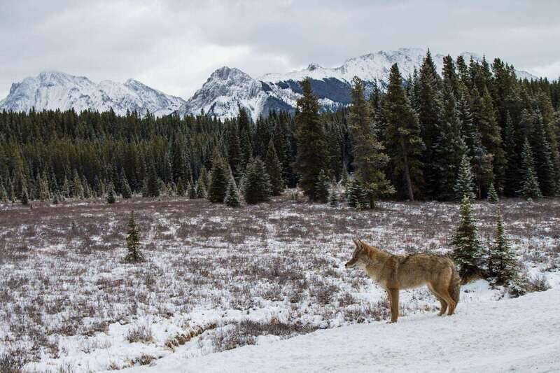 Canmore: Explore Winter Wildlife Tracks - 2hr Nature Walk - Who Is This Tour Best For?
