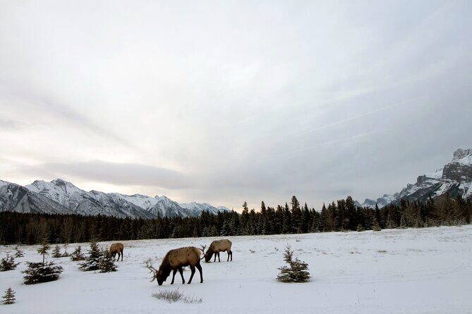 Canmore Explore Winter Wildlife Tracks 2hr Nature Walk - The Sum Up: Is It Worth It?