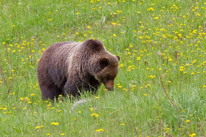 Canmore: LOST TOWNS and Untold Stories - Hiking Tour 3hrs - Key Points