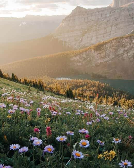 Canmore: Medicinal and Edible Plants, 2-hour Nature Walk - Practical Tips for Your Visit