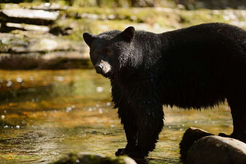 Canmore: PRIVATE SAFARI Drive to BANFF Park & Nature Walk - Why this Tour Is Worth Considering