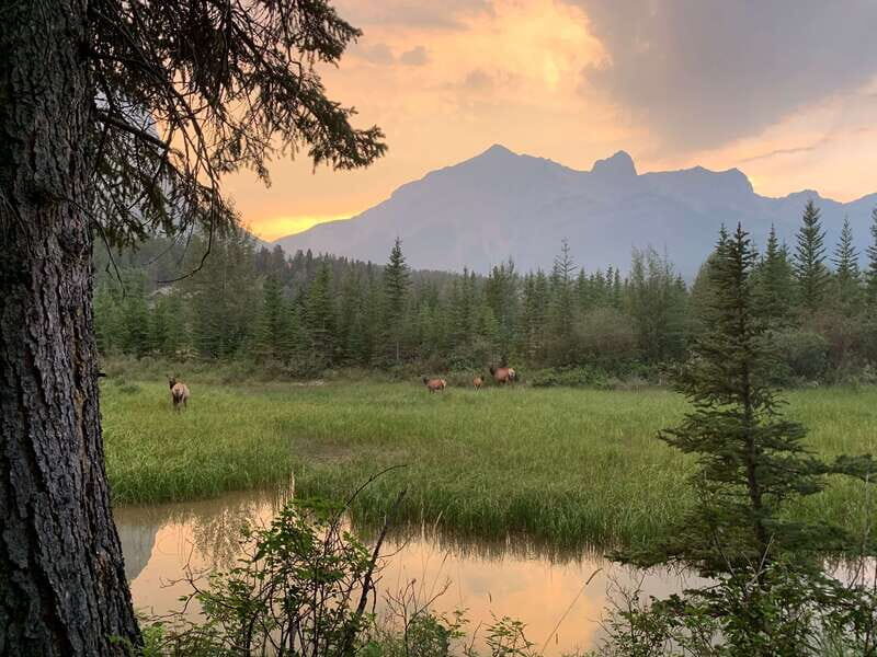 Canmore: PRIVATE SAFARI Drive to BANFF Park & Nature Walk - Who Should Consider This Tour