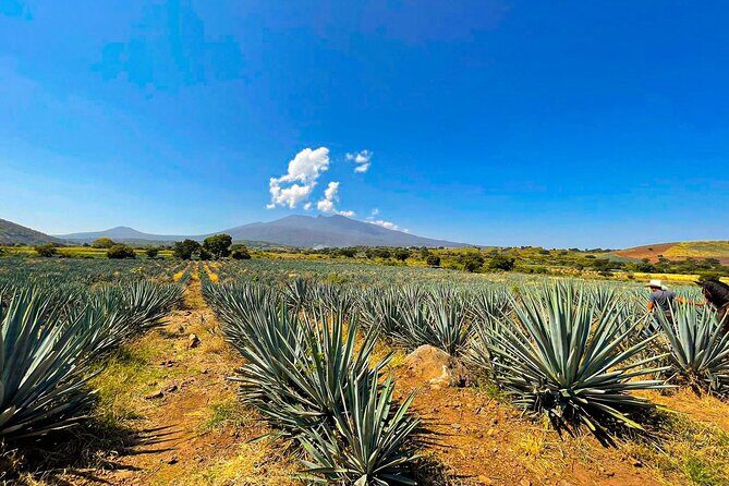 Cantaritos and Tequila Factory Tour - What You Get for Your Money