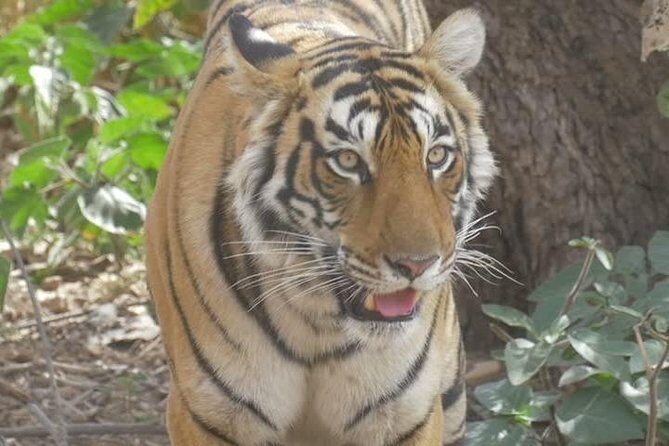 Canter Safari-Ranthambore National Park - What About the Experience?