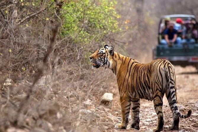 Canter Safari-Ranthambore National Park - Who Should Consider This Tour?
