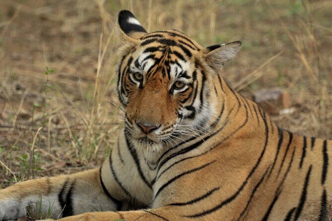 Canter Safari-Ranthambore National Park - FAQ