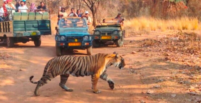 Canter Safari: Skip-the-line Entry Ranthambore Tiger Reserve - A Practical Look at the Canter Safari Experience