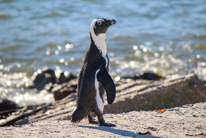 Cape Agulhas Full Day tour - The Sum Up: Is This Tour Worth It?