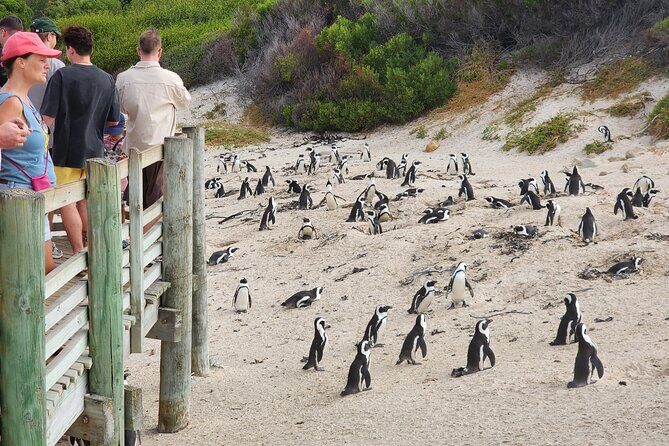 Cape Agulhas, Hermanus Whale Watching, Penguins and Wine Tasting - FAQs