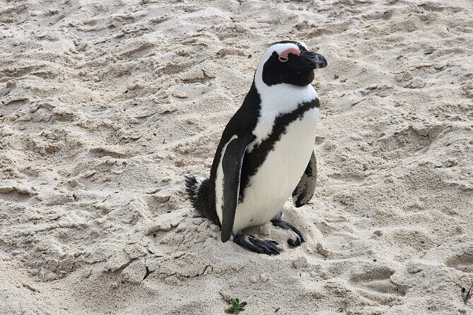 Cape Agulhas, Hermanus Whale Watching, Penguins and Wine Tasting - Final Thoughts