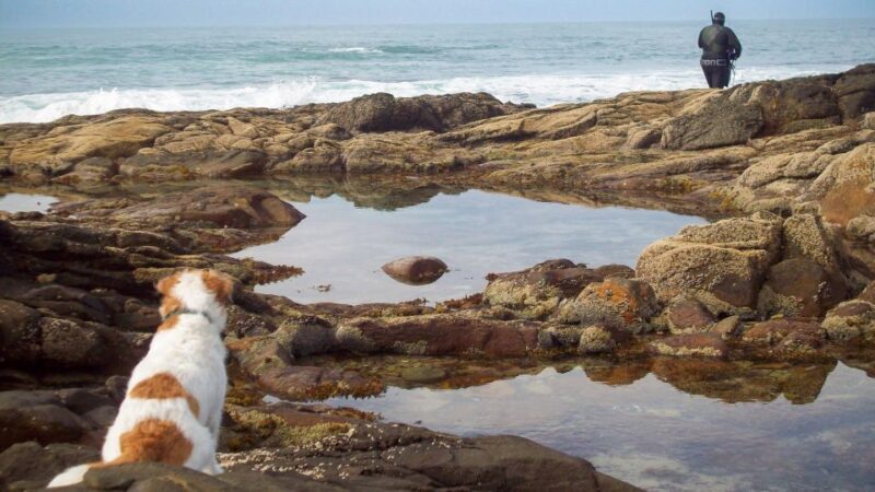 Cape Agulhas: Private Day Tour to Africa's Southernmost Tip. - A Full Look at the Experience
