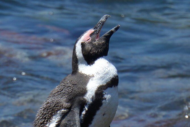 Cape Agulhas | Stony Point Nature Reserve - An In-Depth Look at the Tour Experience