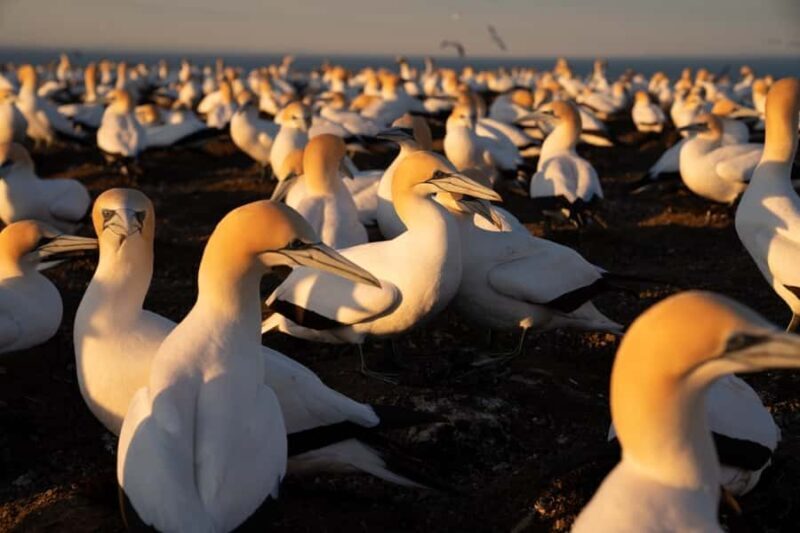 Cape Kidnappers: Gannet Colony Exclusive Sunrise Tour - A Closer Look at the Cape Kidnappers Sunrise Tour