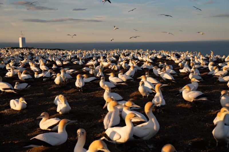 Cape Kidnappers: Gannet Colony Exclusive Sunrise Tour - FAQs
