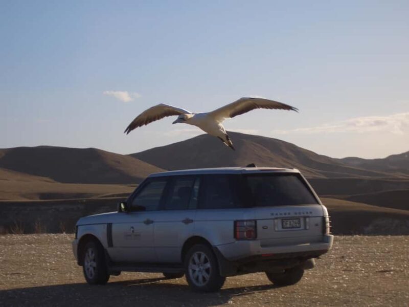 Cape Kidnappers Gannet Colony Private Tour - An In-Depth Look at the Tour Experience