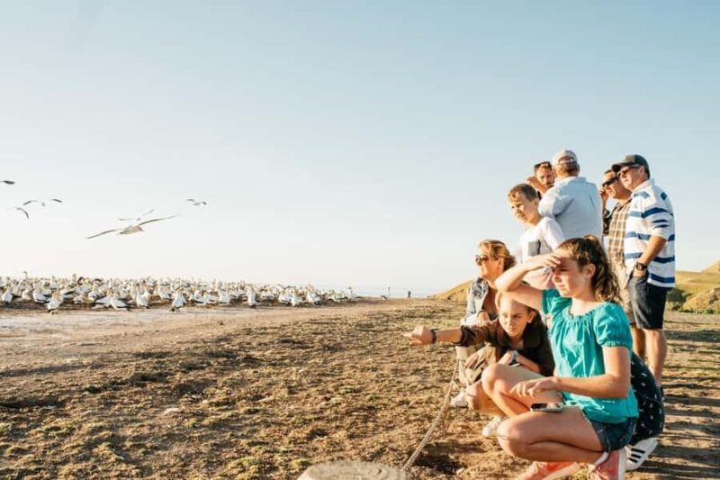 Cape Kidnappers Gannet Colony Private Tour - FAQs