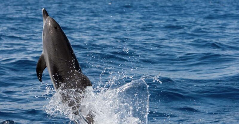 Cape May: 2-Hour Dolphin Watching Cruise - Final Thoughts