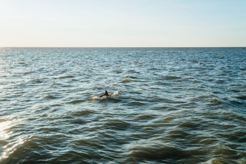 Cape May: Cape May Island Sunset Cruise & Dolphin Watching - The Value of This Experience