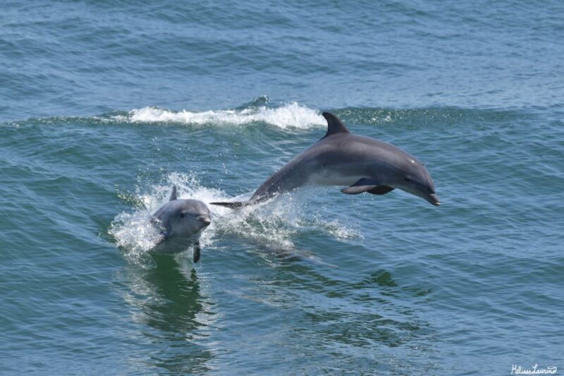 Cape May: Dolphin and Bird Watching Cruise - Setting the Scene: What to Expect from the Tour