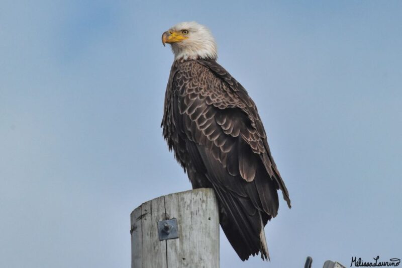 Cape May: Dolphin and Bird Watching Cruise - The Itinerary: A Well-Structured Coastal Experience