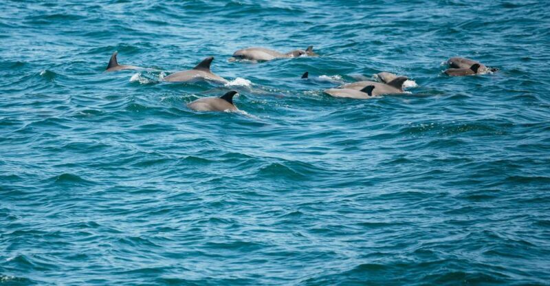 Cape May: Jersey Shore Whale and Dolphin Watching Cruise - Accessibility and Practical Tips