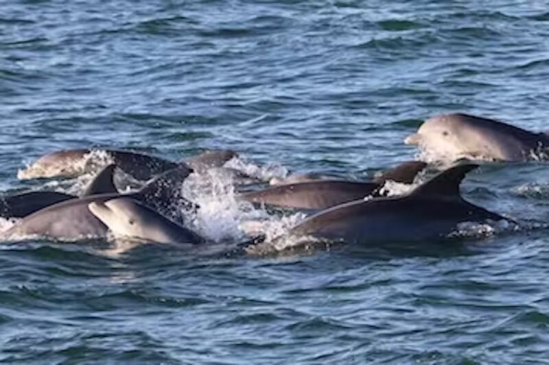 Cape May: Sunset Dolphin Cruise with Optional Wine Tastings - What to Expect from the Sunset Dolphin Cruise