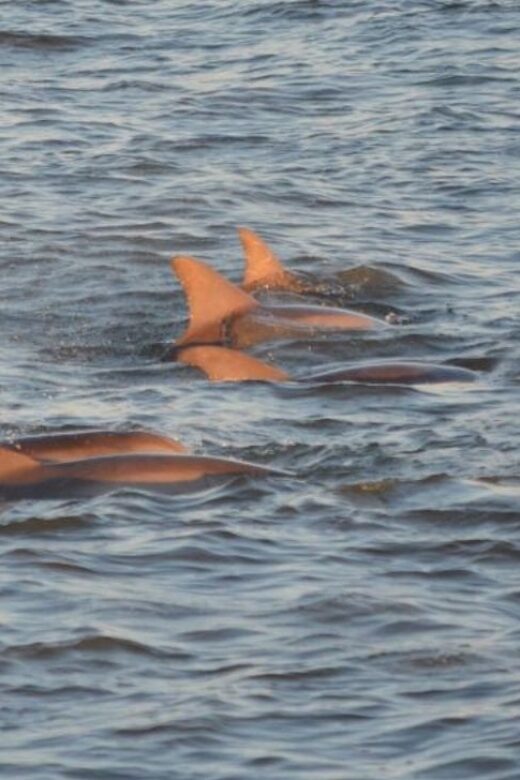 Cape May: Sunset Dolphin Cruise with Optional Wine Tastings - Practical Tips for Your Sunset Dolphin Cruise