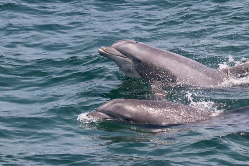 Cape May: Sunset Dolphin Watching Cruise with Food - The Food: Simple but Satisfying