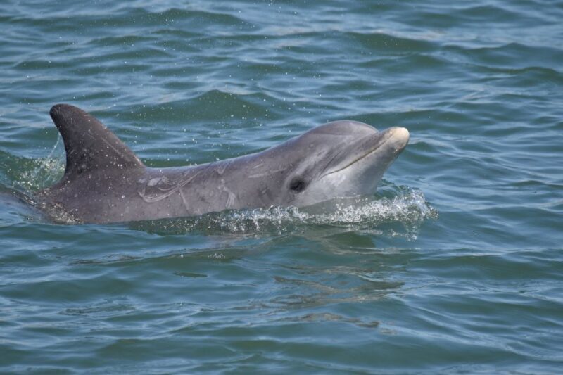 Cape May: Sunset Dolphin Watching Cruise with Food - Final Thoughts