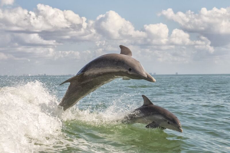 Cape May: Weekend Whale and Dolphin Watching Cruise - A Friendly Introduction to Cape May’s Marine Life and Landscape
