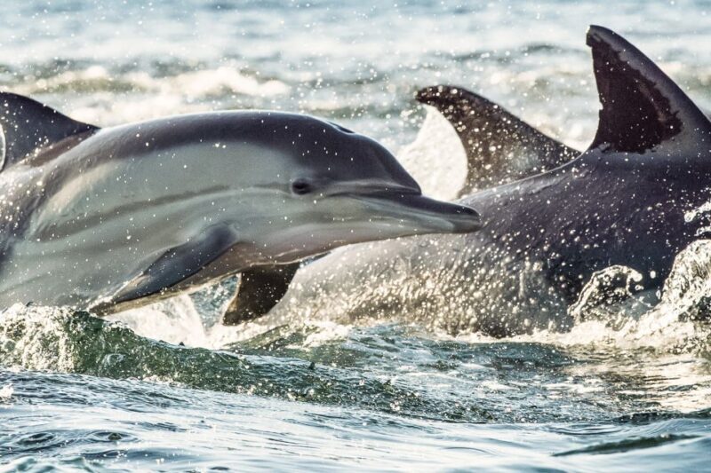 Cape May: Weekend Whale and Dolphin Watching Cruise - Breakdown of the Itinerary