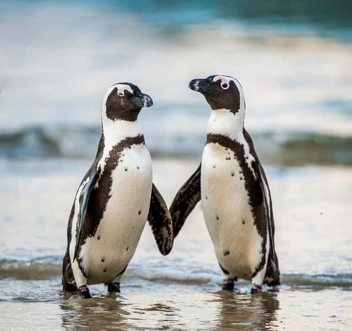 Cape of Good Hope and Boulders Beach Private Tour - Frequently Asked Questions