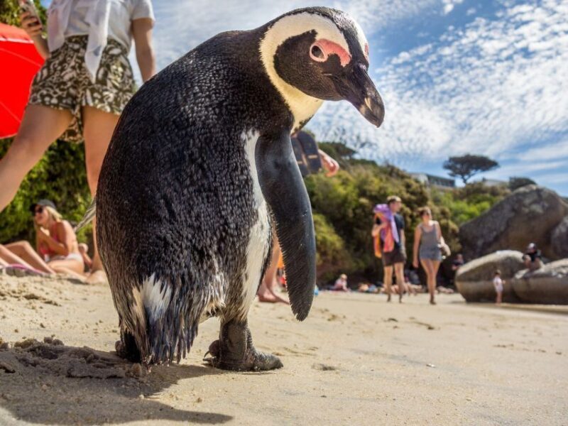 Cape of Good Hope and Penguins Full-Day Private Tour - Who Will Enjoy This Tour?