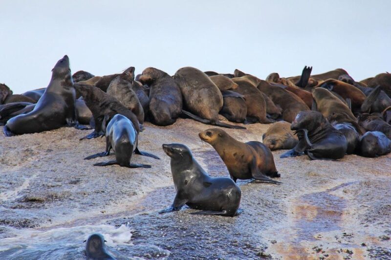 Cape of Good Hope and Penguins Private Tour with Entry Fees - Key Points